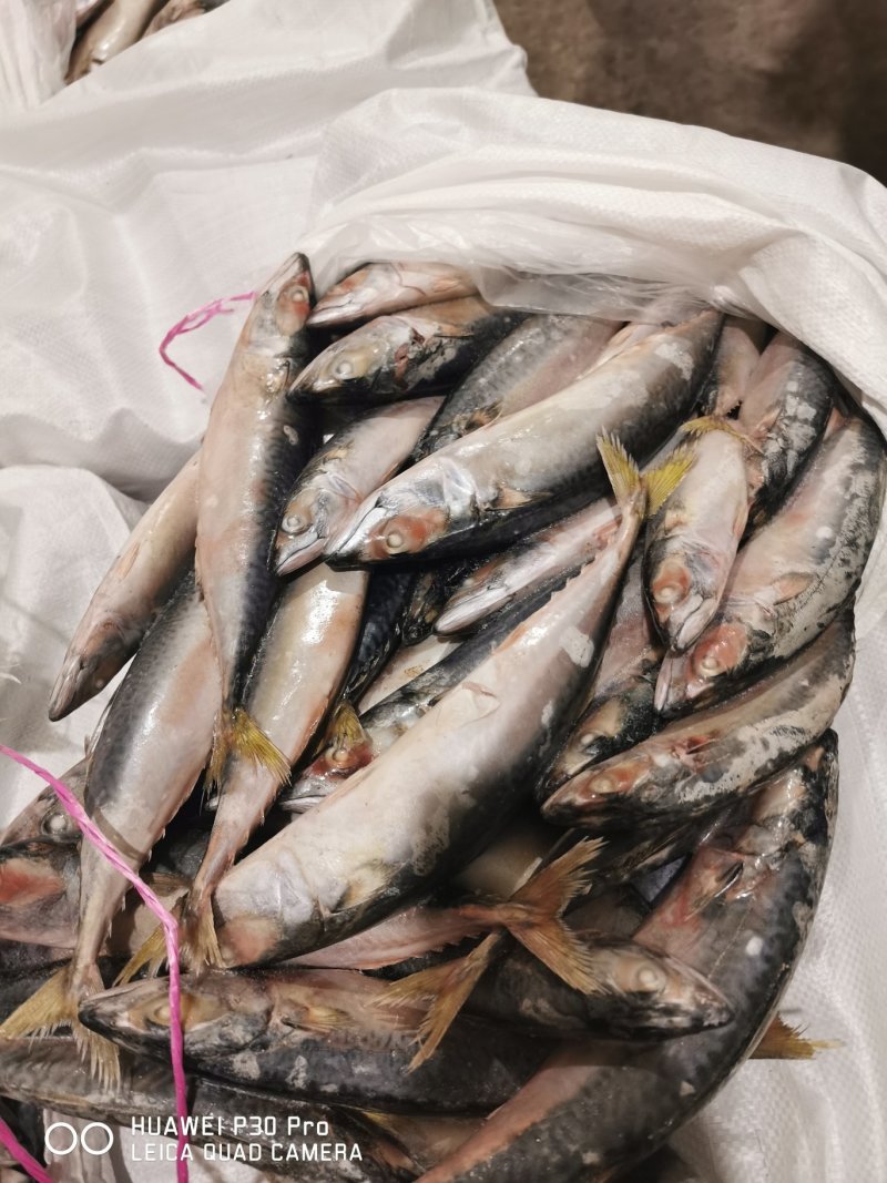 3两台鲅鱼