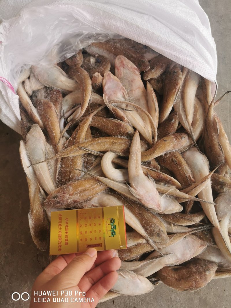 3两台鲅鱼