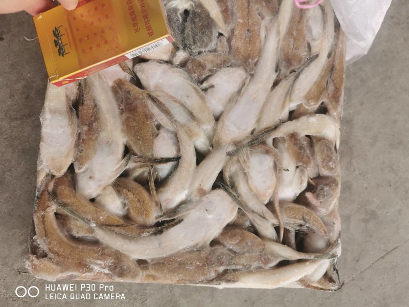 3两台鲅鱼