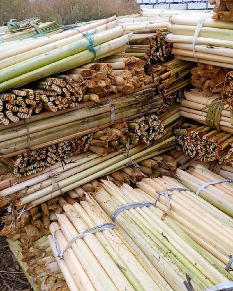 蒲草蒲根我基地常年出售蒲草，