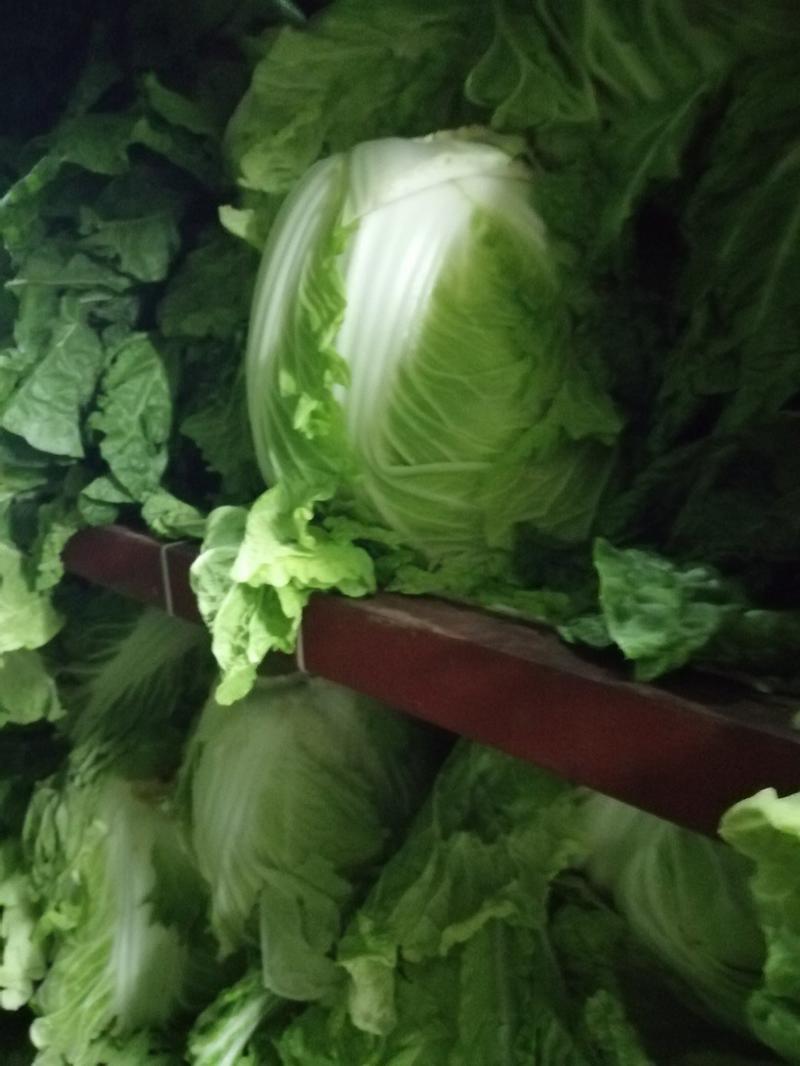 【精选】新乡小包：大白菜净菜大量上市日供货5万斤以上