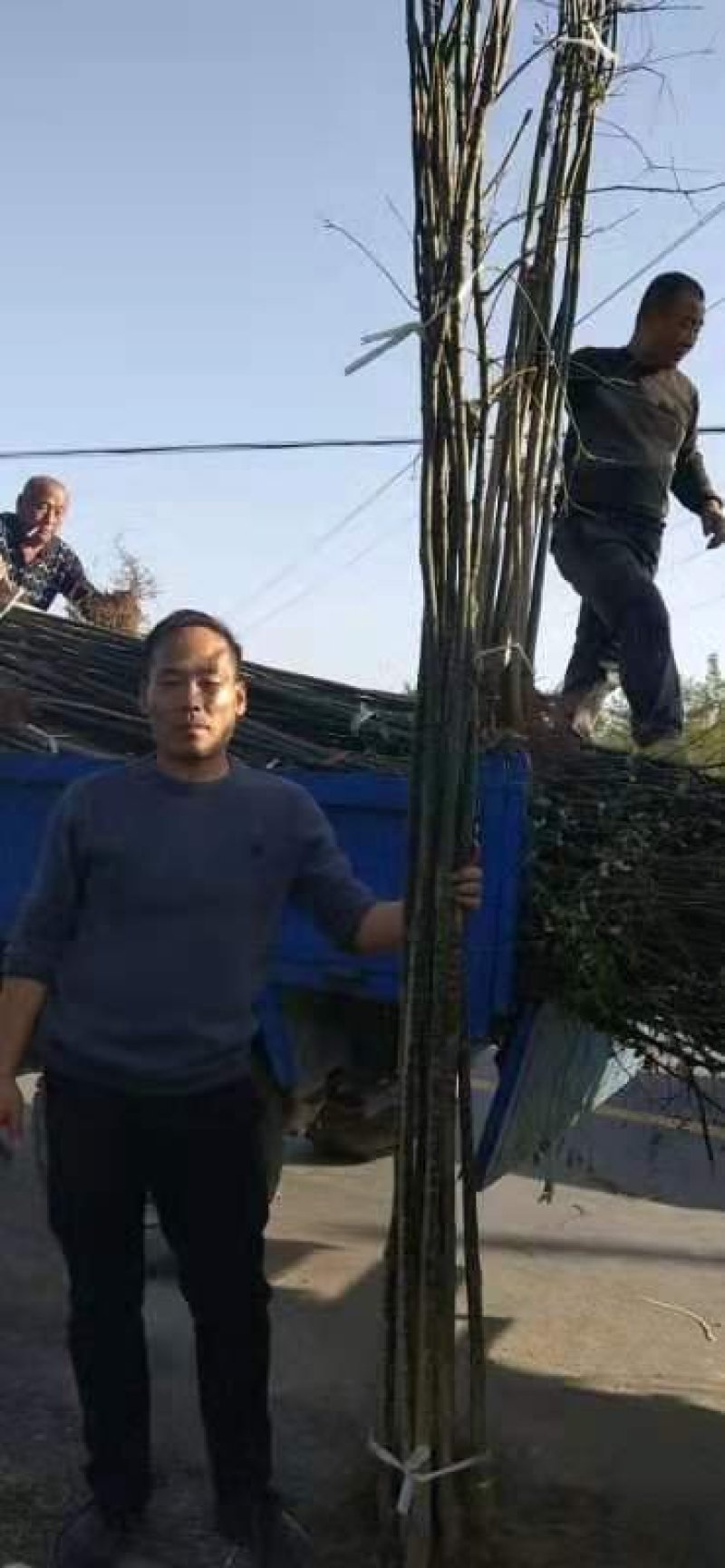 国槐苗，，，，，，，，，，，，