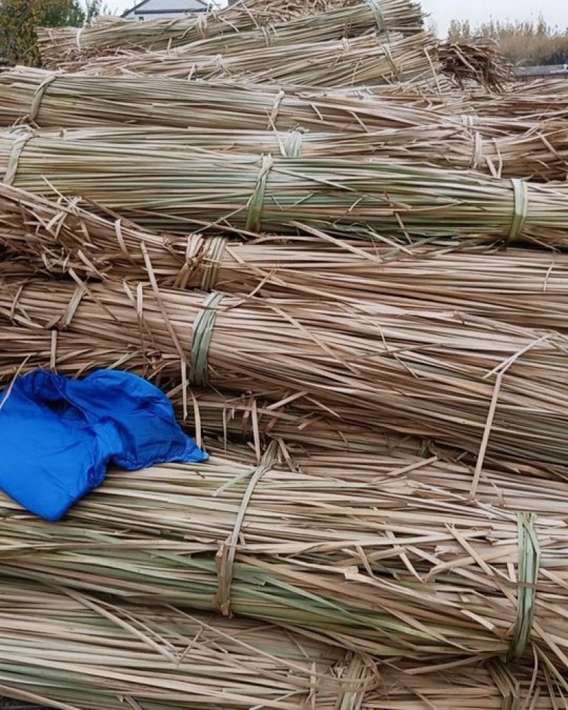 蒲草蒲根我基地常年出售蒲草，