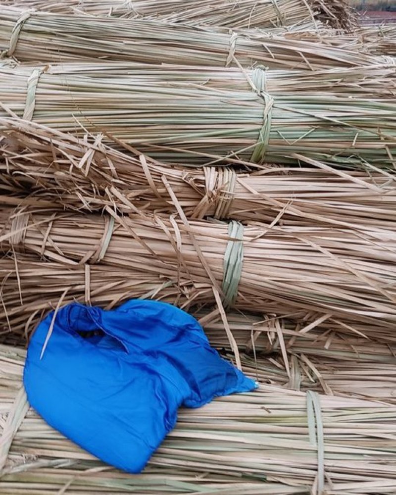 蒲草蒲根我基地常年出售蒲草，