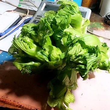 儿菜