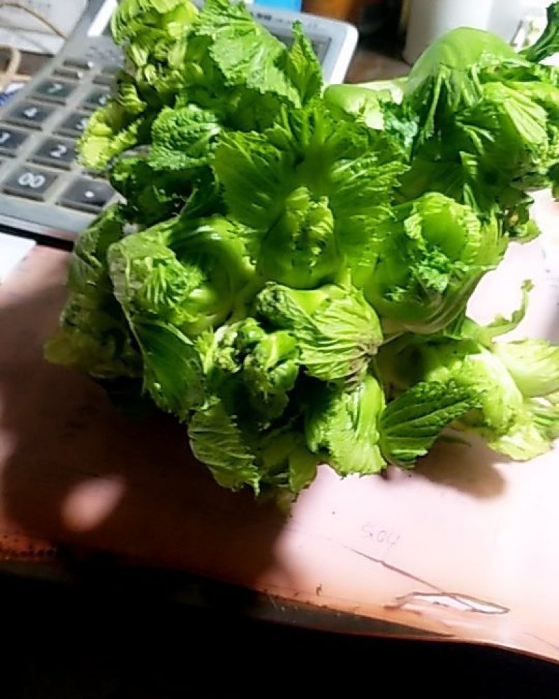 儿菜