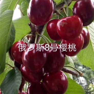，俄8大樱桃苗，自家树苗，品种保纯。保证成活率