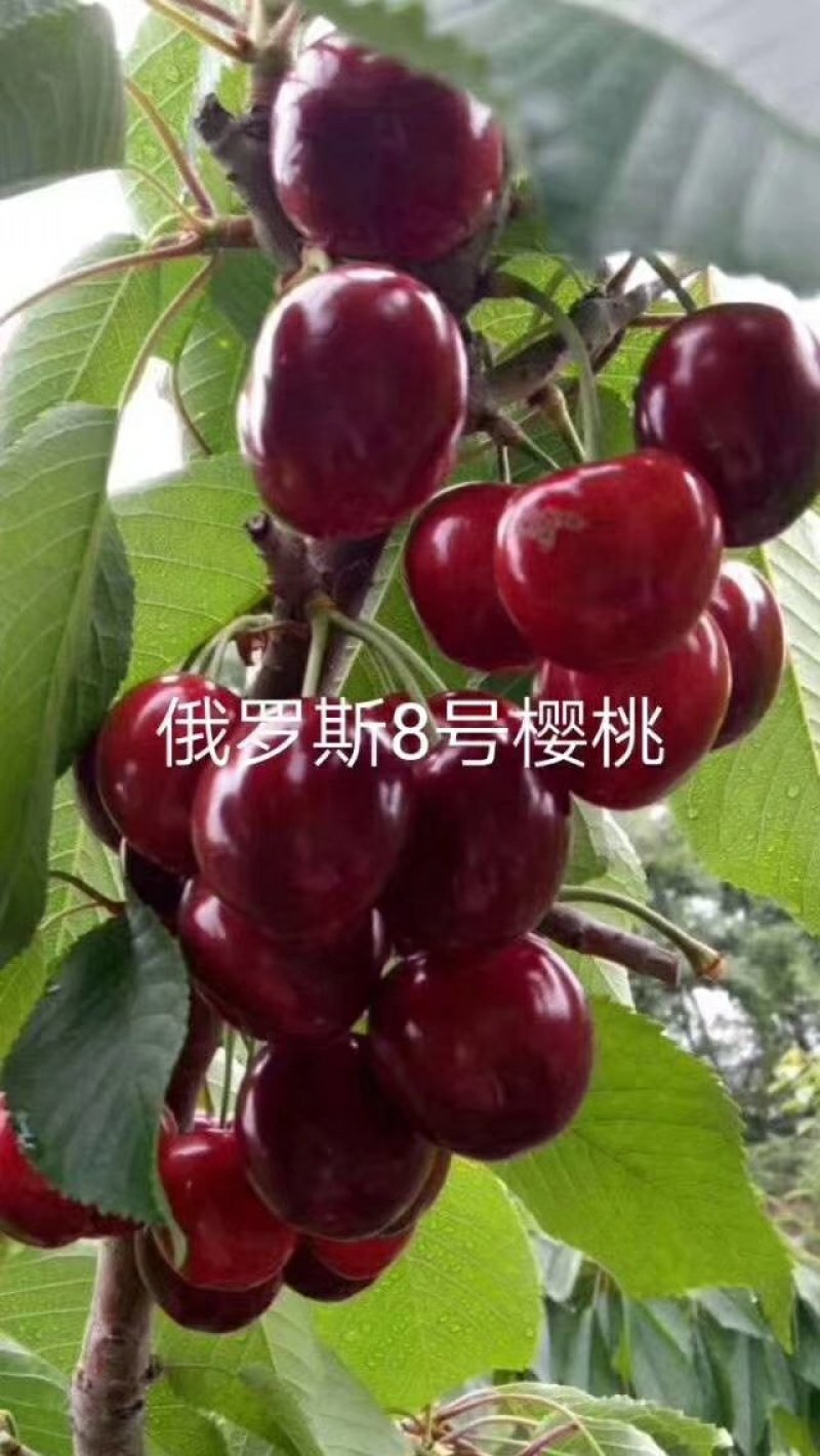 ，俄8大樱桃苗，自家树苗，品种保纯。保证成活率