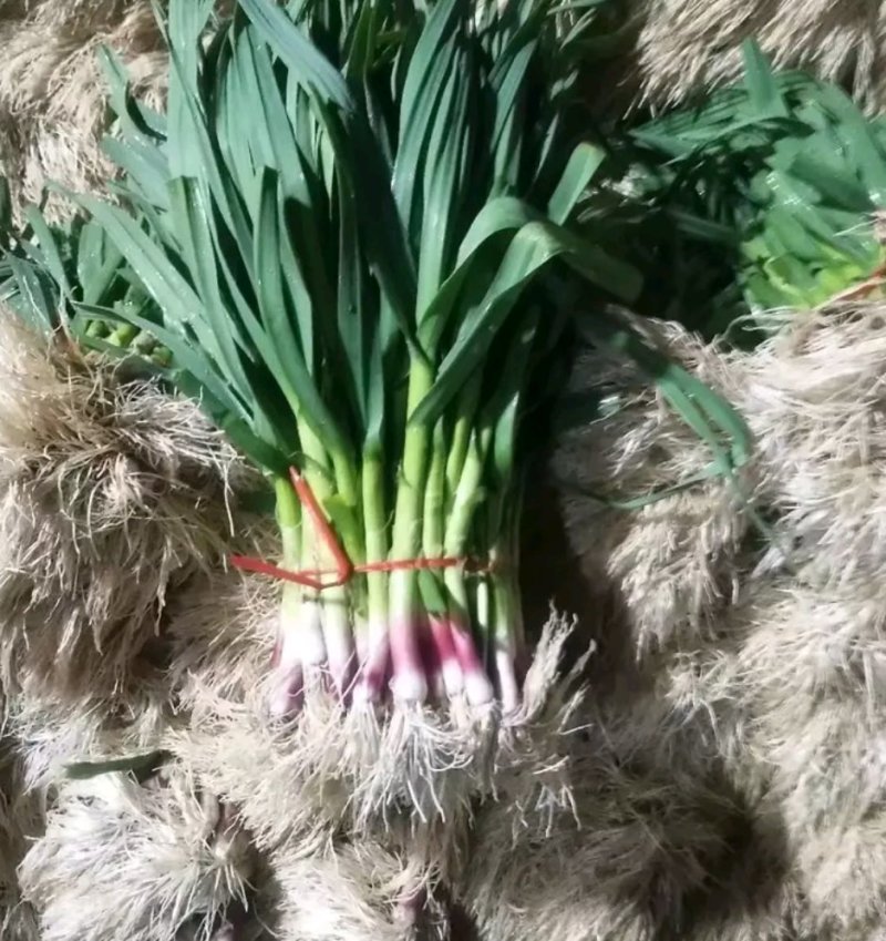 我处精品蒜苗以大量上市质量好货量充足欢迎各位老板前来咨询