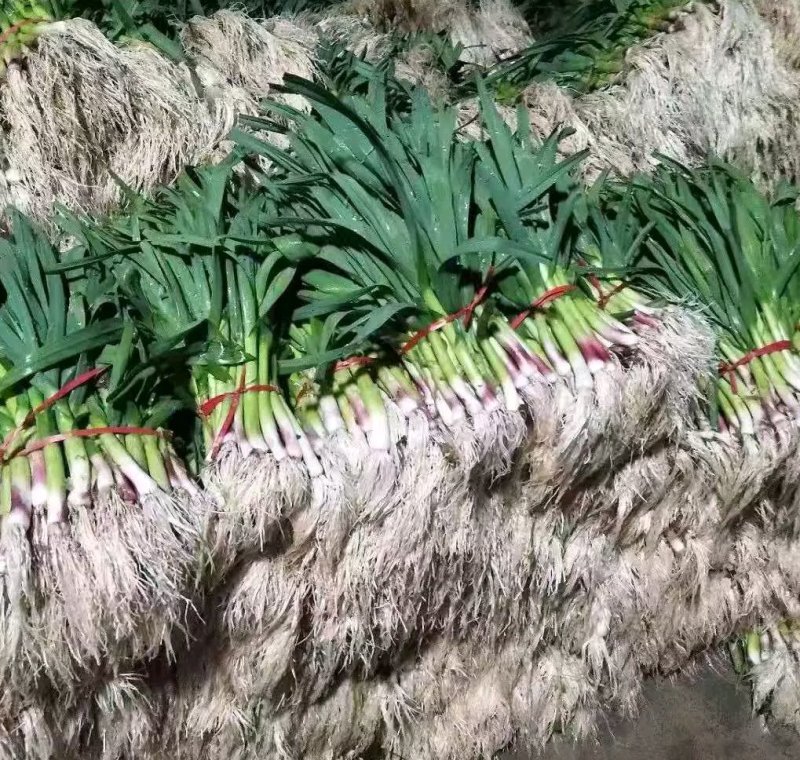 我处精品蒜苗以大量上市质量好货量充足欢迎各位老板前来咨询