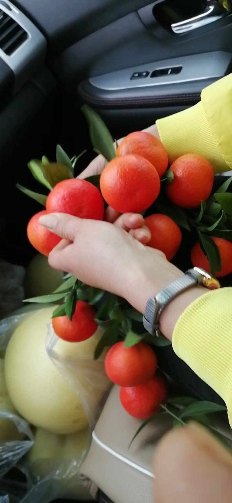 【推荐】湖北红安县世纪红大量上市产地种植一手货源价格稳
