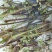 芹菜苗大别山野生水芹水芹老茎新式栽培省时省力省工