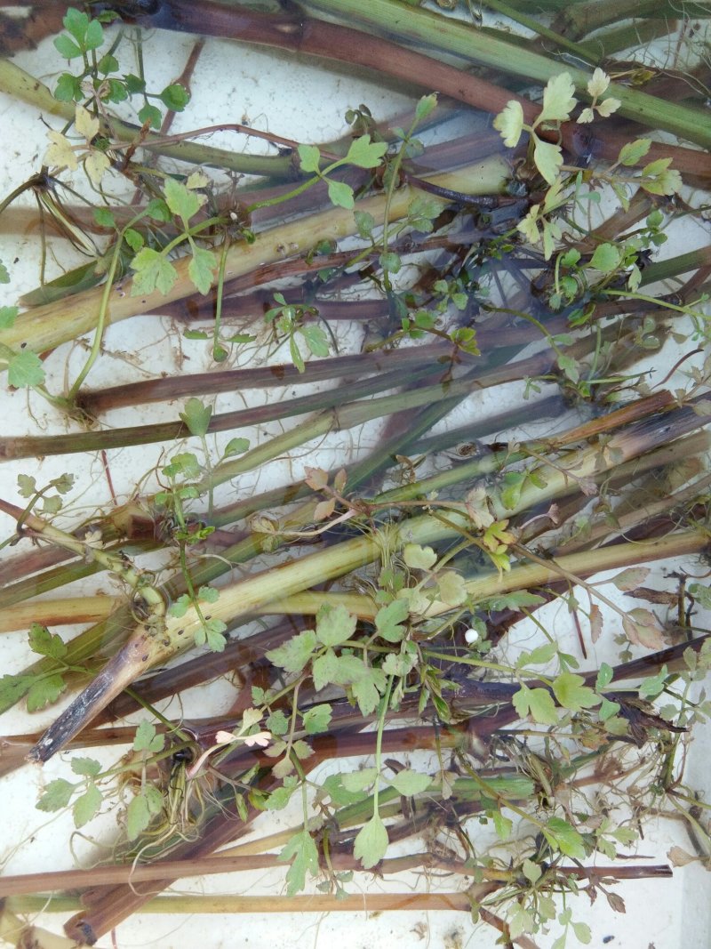 芹菜苗大别山野生水芹水芹老茎新式栽培省时省力省工