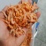 北极鳞虾