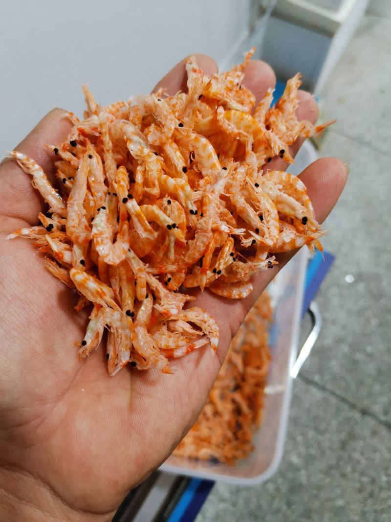 北极鳞虾