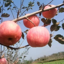 苹果🍎