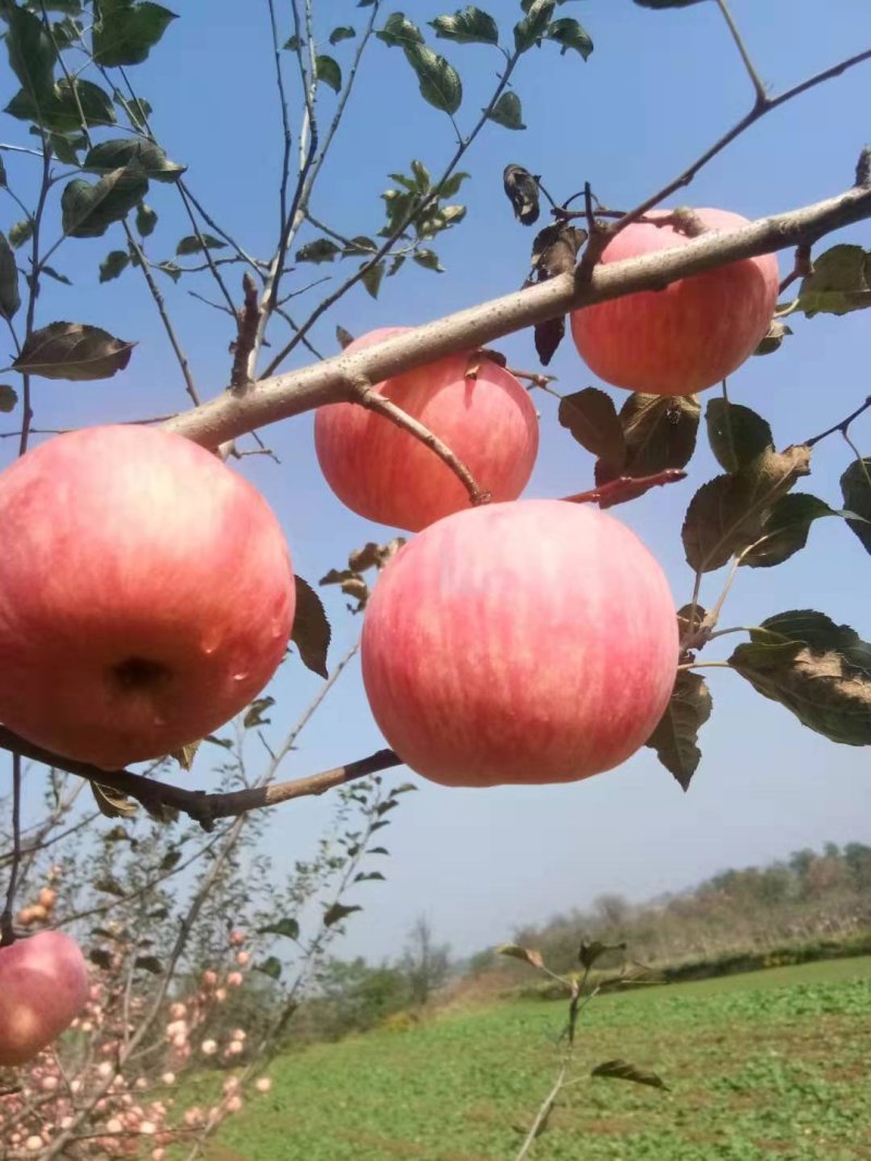 苹果🍎