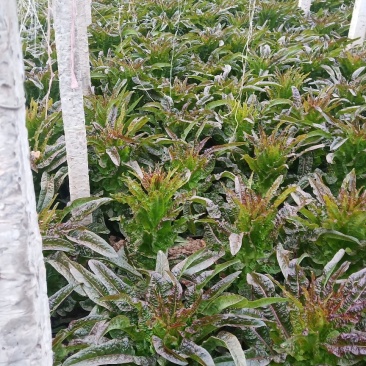 大棚香笋大量上市了，有需要速速来