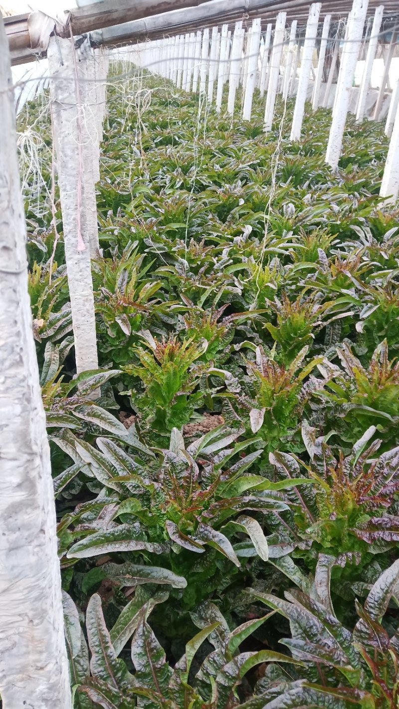 大棚香笋大量上市了，有需要速速来