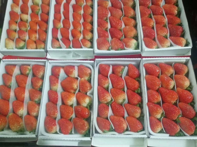 草莓