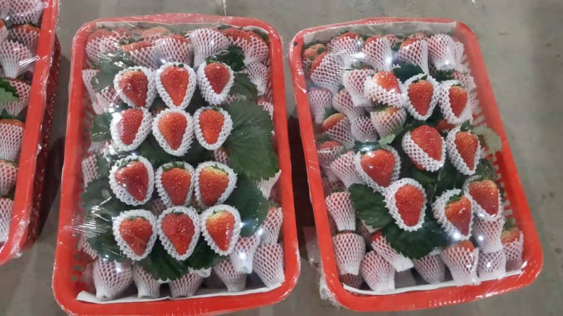草莓