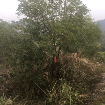 桂花树清场货8-10公分，地苗，占地苗，假植容器苗大量