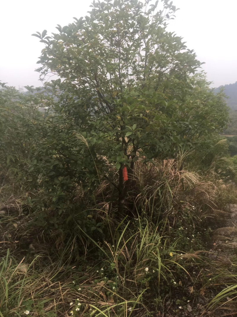 桂花树清场货8-10公分，地苗，占地苗，假植容器苗大量