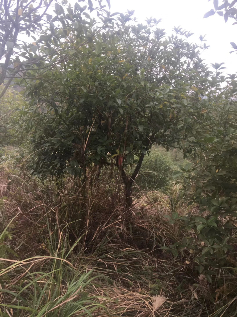 桂花树清场货8-10公分，地苗，占地苗，假植容器苗大量