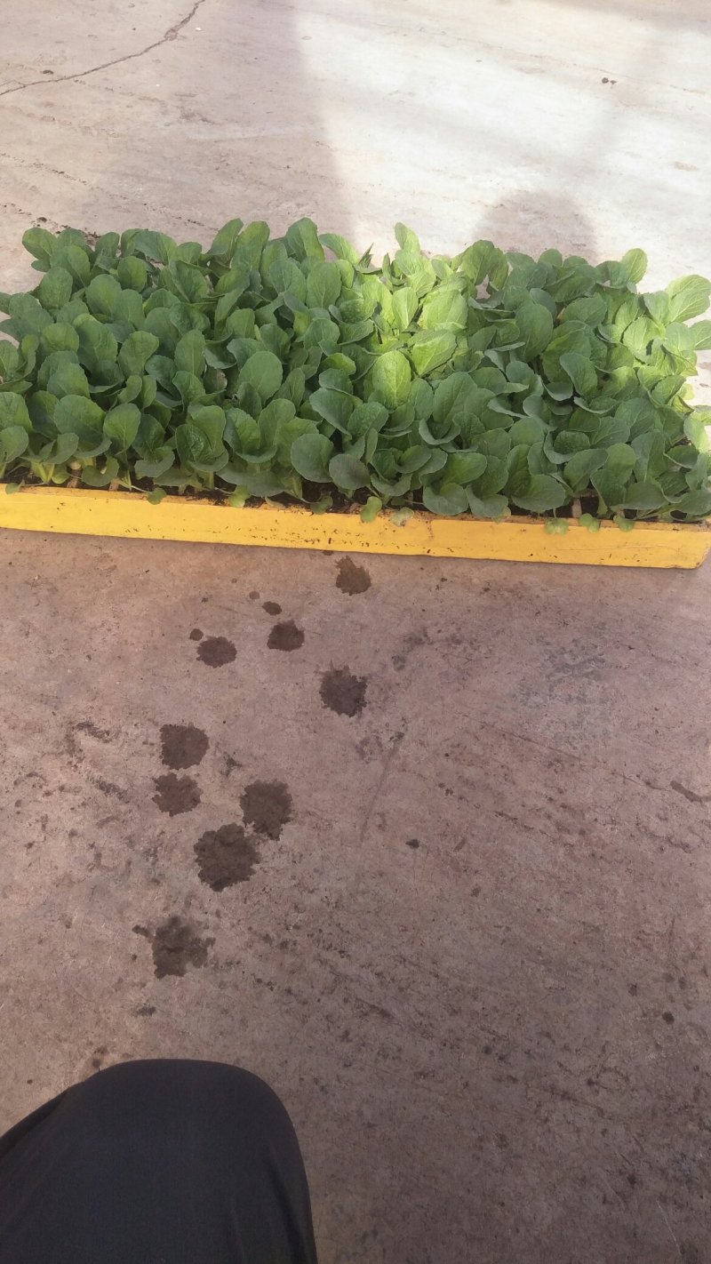 小娃娃菜苗抗寒黄心品种非常好