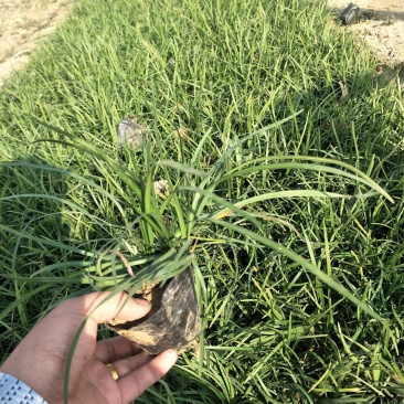 优质麦冬大量出售欢迎咨询各类苗木草花上车价