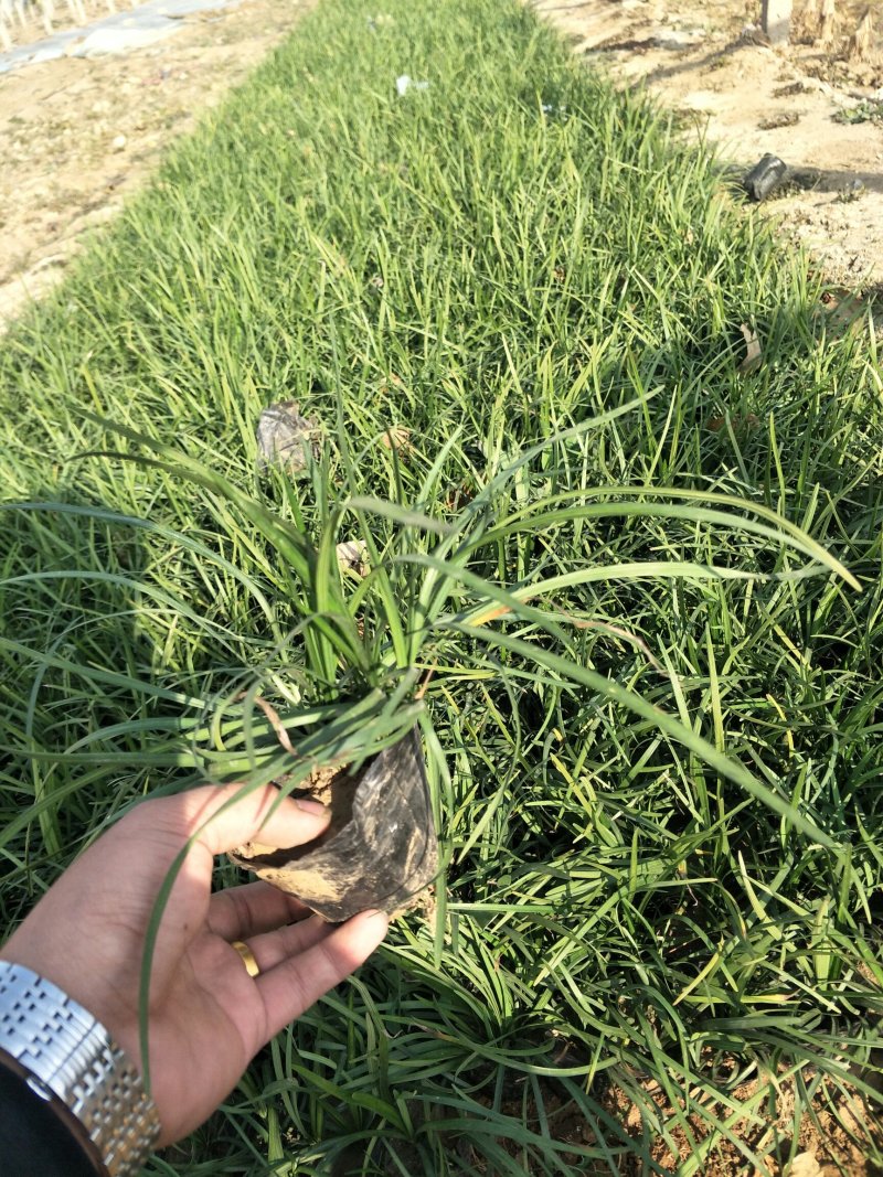 优质麦冬大量出售欢迎咨询各类苗木草花上车价