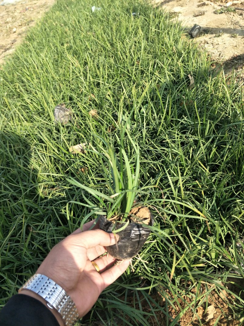 优质麦冬大量出售欢迎咨询各类苗木草花上车价