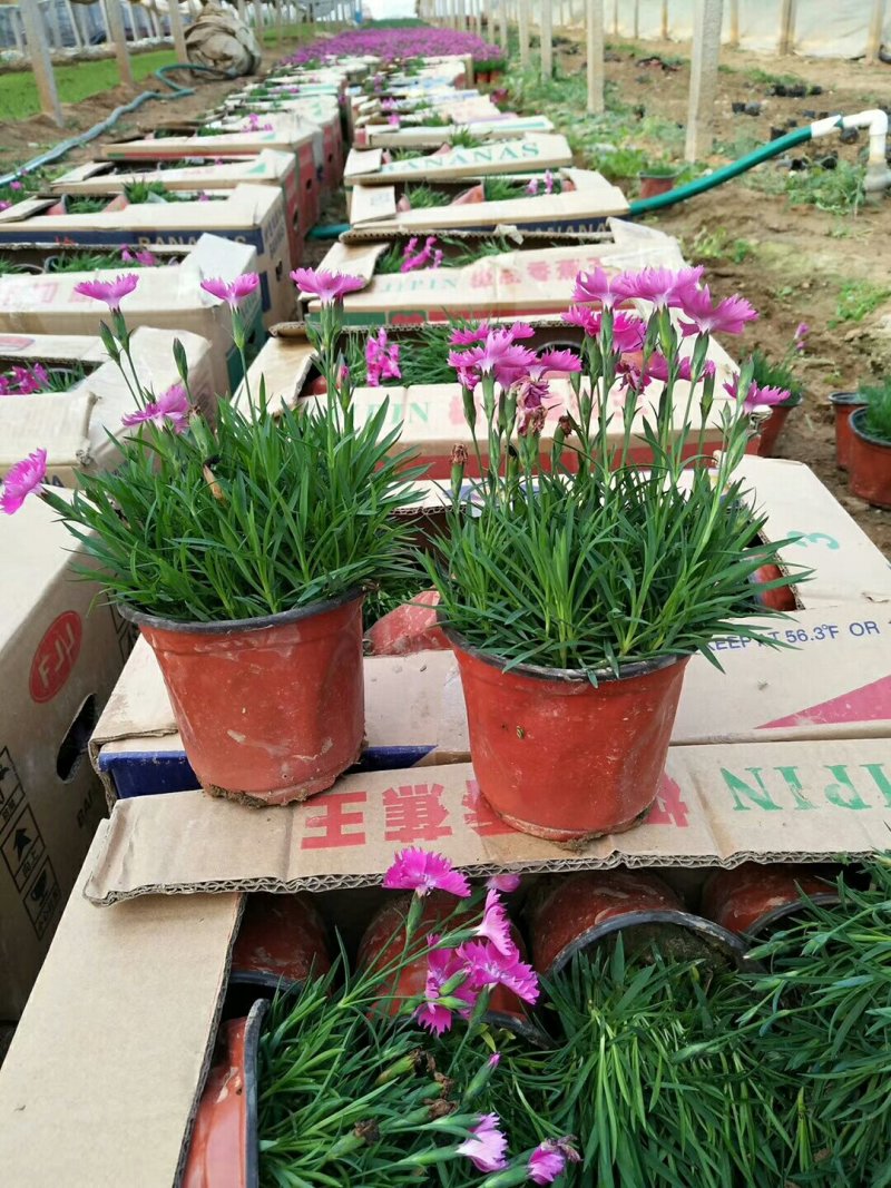 欧石竹开花草坪可视频看货产地直供支持线上保障交易