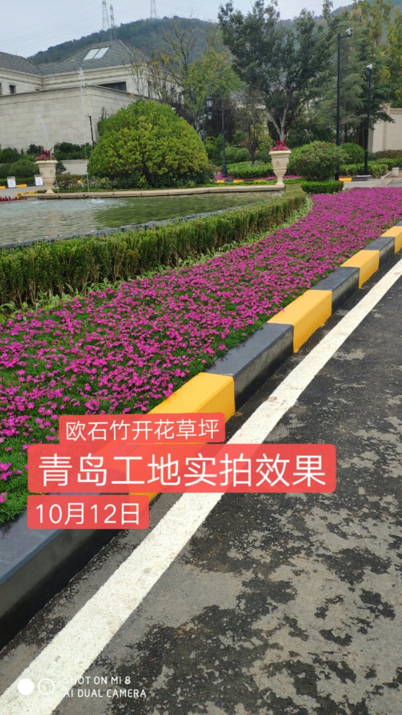 欧石竹开花草坪可视频看货产地直供支持线上保障交易