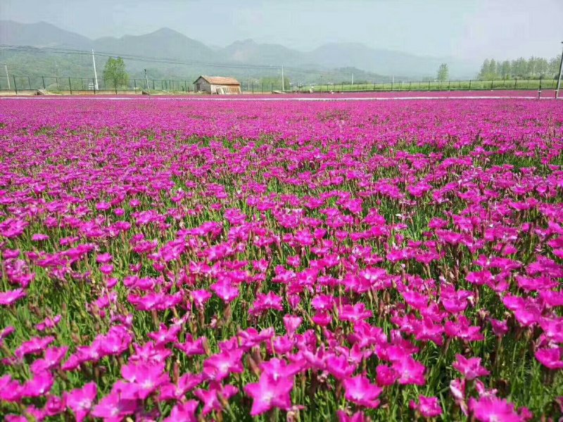 欧石竹开花草坪可视频看货产地直供支持线上保障交易