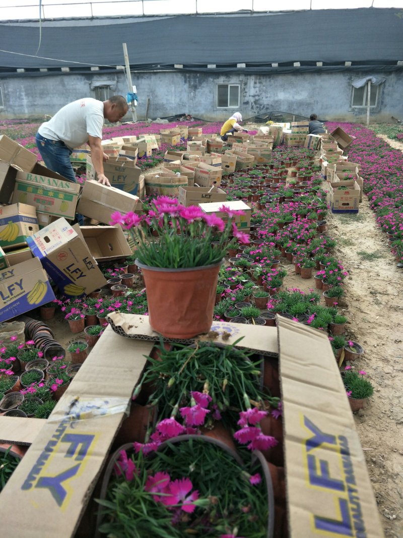 欧石竹开花草坪可视频看货产地直供支持线上保障交易