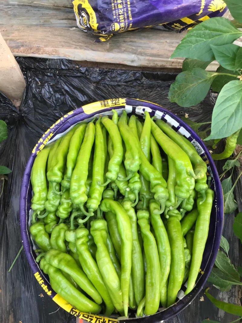 来自山东寿光的高温棚尖椒
