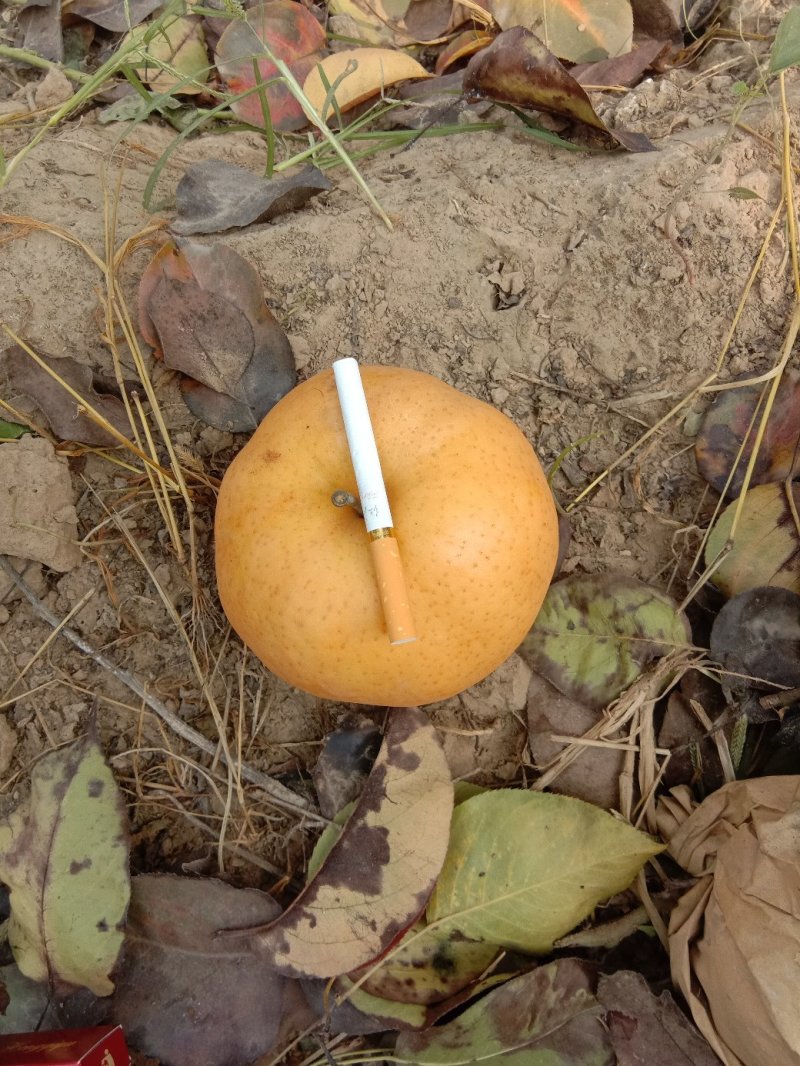 欢迎各大老板前来采购。晚秋黄梨。