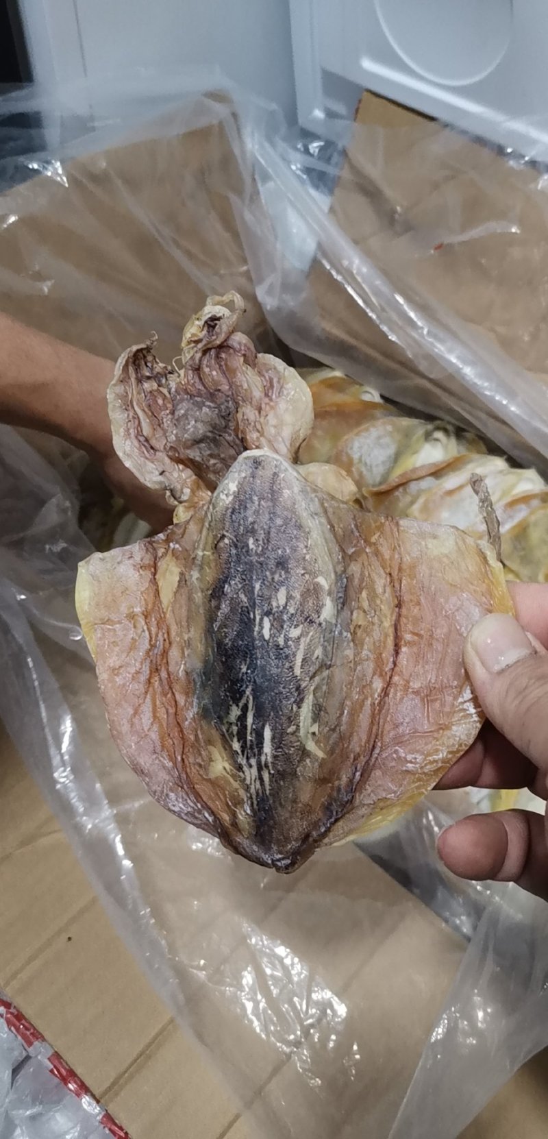 墨鱼干