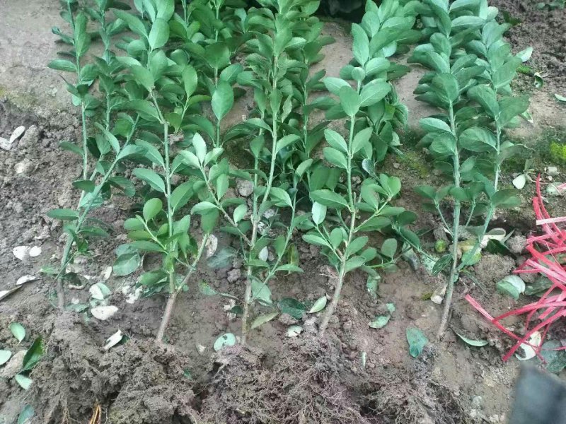 卫矛胶东卫矛苇茅绿化小苗基地直销量大优惠
