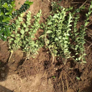 卫矛胶东卫矛苇茅绿化小苗基地直销量大优惠