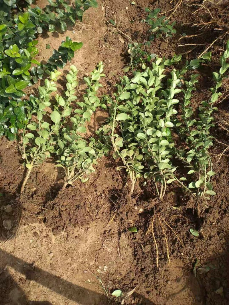 卫矛胶东卫矛苇茅绿化小苗基地直销量大优惠