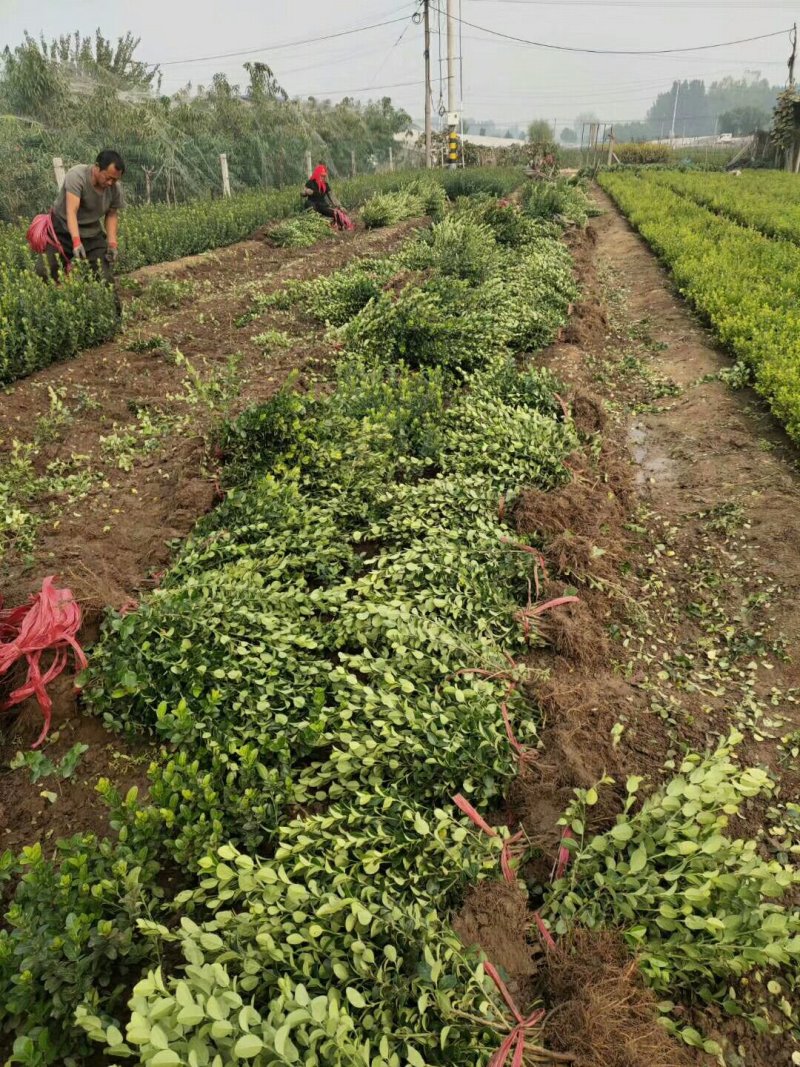卫矛胶东卫矛苇茅绿化小苗基地直销量大优惠