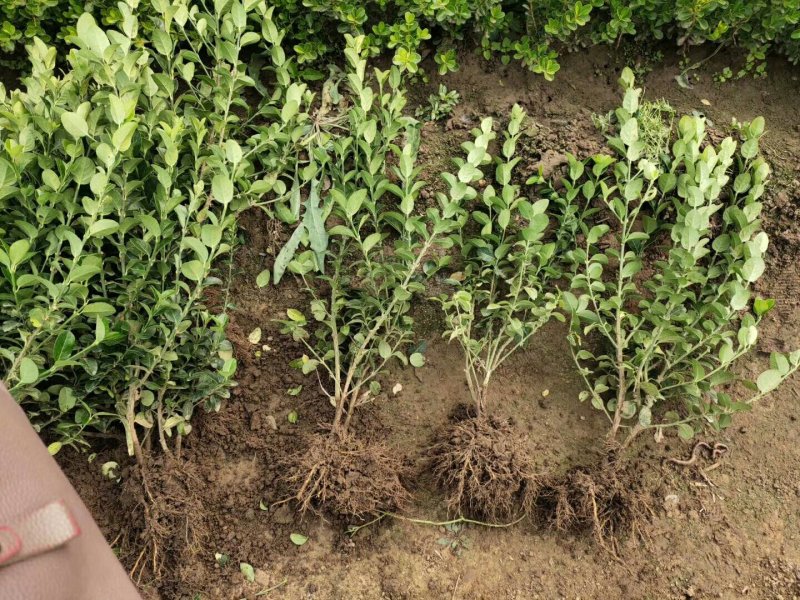卫矛胶东卫矛苇茅绿化小苗基地直销量大优惠