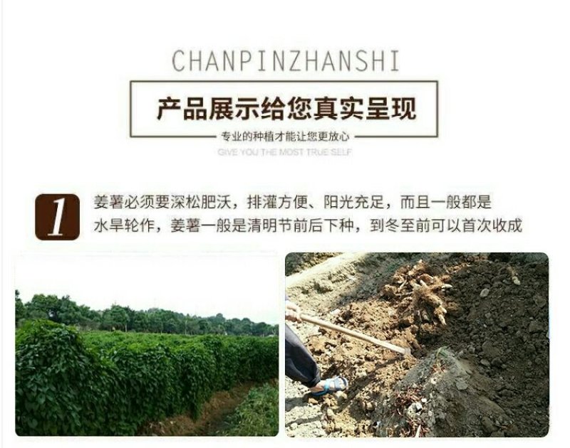 潮汕特产姜薯新鲜现挖场地直销一手货源