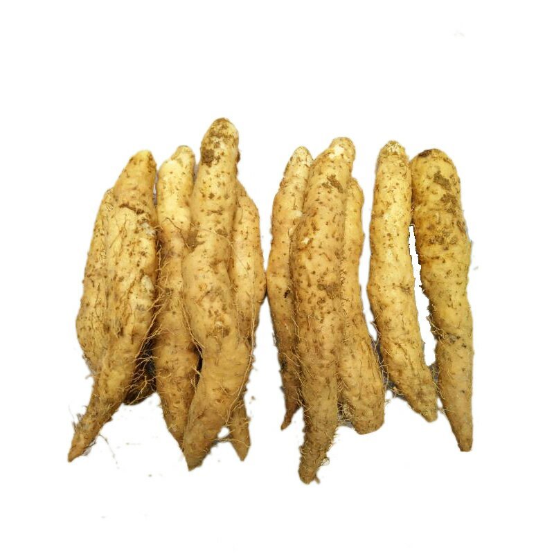 潮汕特产姜薯新鲜现挖场地直销一手货源