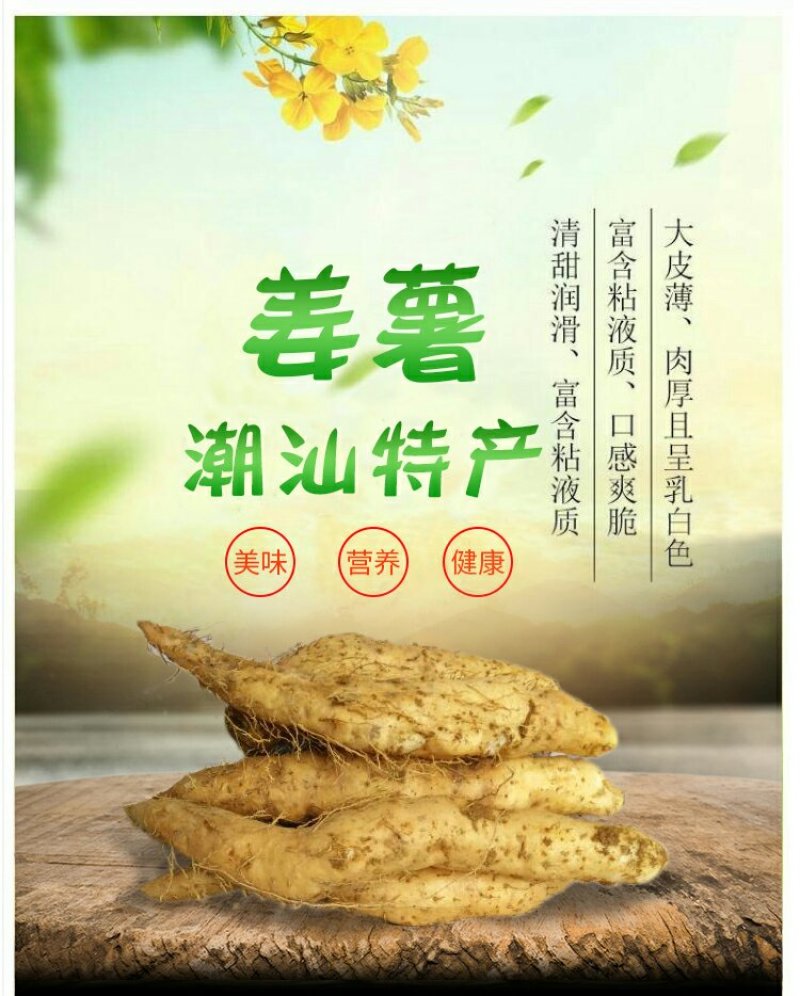 潮汕特产姜薯新鲜现挖场地直销一手货源