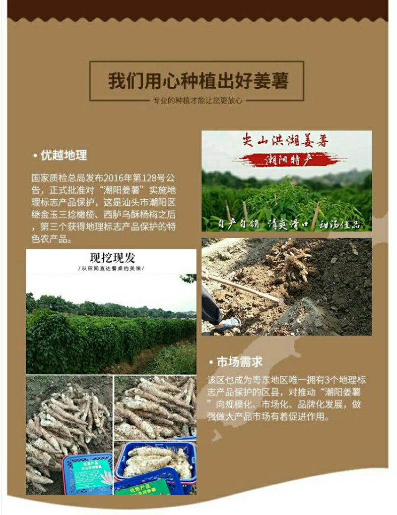 潮汕特产姜薯新鲜现挖场地直销一手货源