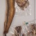 鳗鱼干