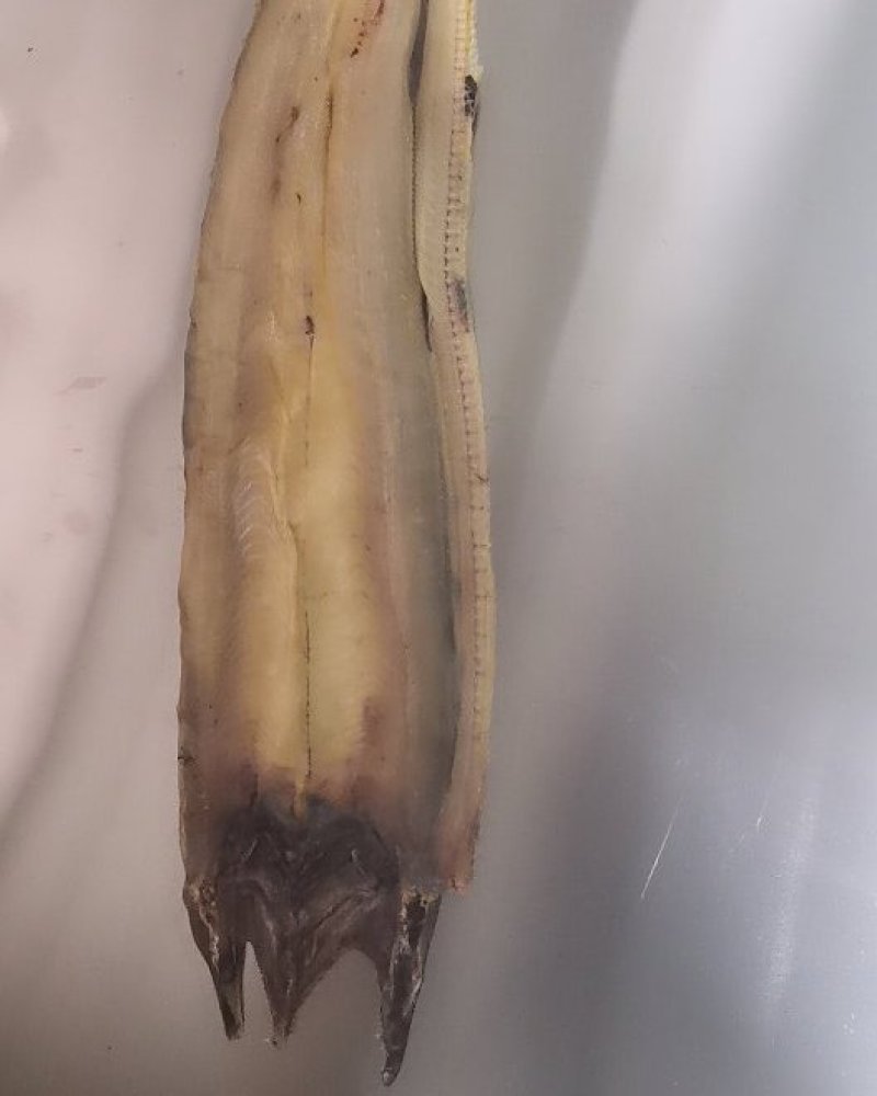 鳗鱼干